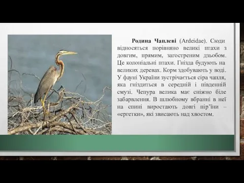 Родина Чаплеві (Ardeidae). Сюди відносяться порівняно великі птахи з довгим,