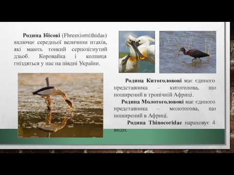 Родина Ібісові (Fhresxiornithidas) включає середньої величини птахів, які мають тонкий