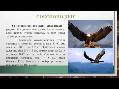 СОКОЛОПОДІБНІ Соколоподібні або денні хижі птахи – ряд птахів підкласу