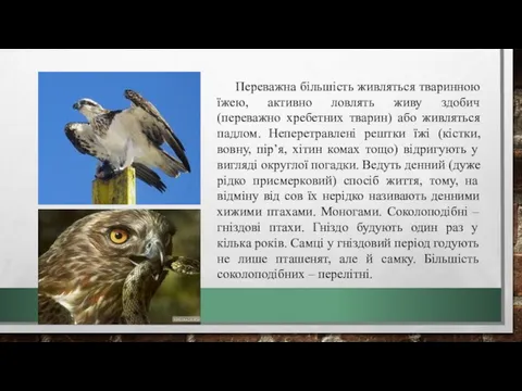 Переважна більшість живляться тваринною їжею, активно ловлять живу здобич (переважно