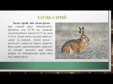 ЗАЄЦЬ СІРИЙ Заєць сірий, або заєць-русак – вид ссавців ряду