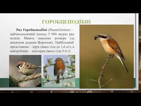 ГОРОБЦЕПОДІ́БНІ Ряд Горобцеподі́бні (Passeriformes) – найчисельніший (понад 5 000 видів)