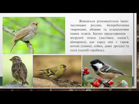 Живляться різноманітною їжею: частинами рослин, безхребетними тваринами, яйцями та пташенятями