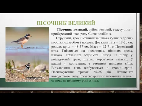 ПІСОЧНИК ВЕЛИКИЙ Пісочник великий, зуйок великий, галстучник – прибережний птах