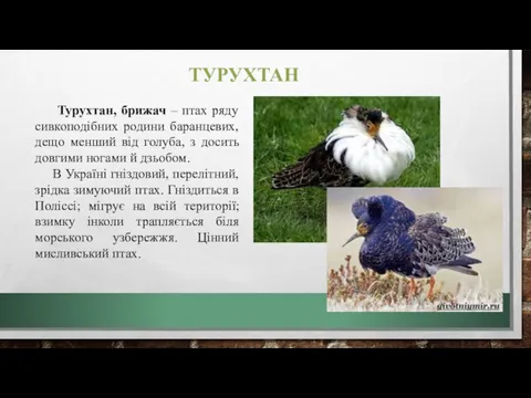 ТУРУХТАН Турухтан, брижач – птах ряду сивкоподібних родини баранцевих, дещо