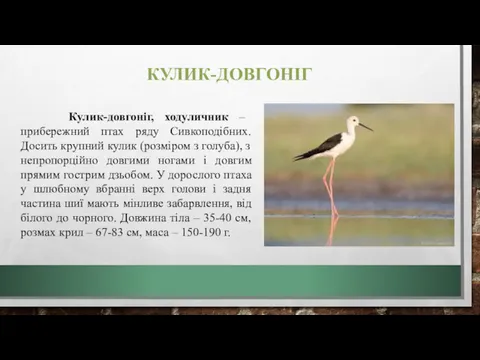 КУЛИК-ДОВГОНІГ Кулик-довгоніг, ходуличник – прибережний птах ряду Сивкоподібних. Досить крупний