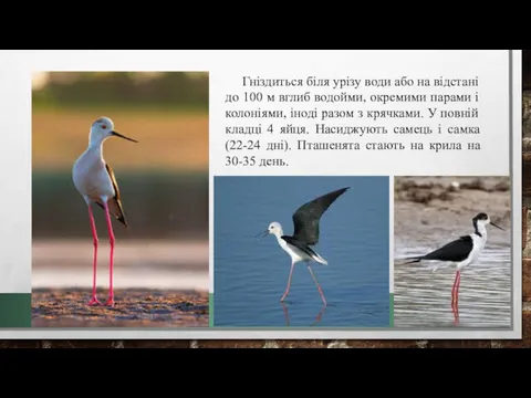 Гніздиться біля урізу води або на відстані до 100 м