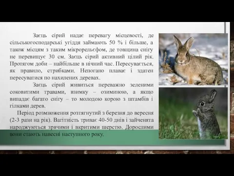 Заєць сірий надає перевагу місцевості, де сільськогосподарські угіддя займають 50