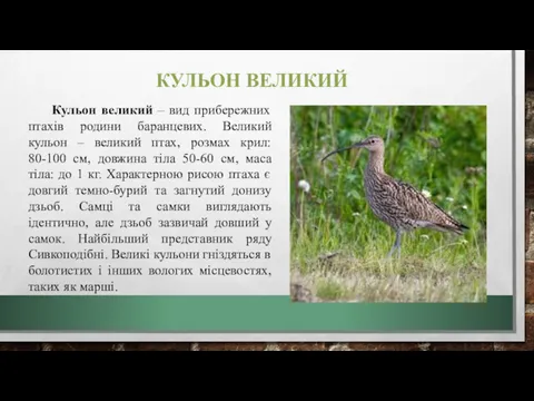 КУЛЬОН ВЕЛИКИЙ Кульон великий – вид прибережних птахів родини баранцевих.