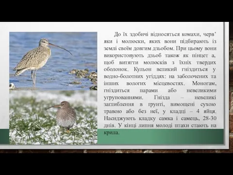 До їх здобичі відносяться комахи, черв’яки і молюски, яких вони