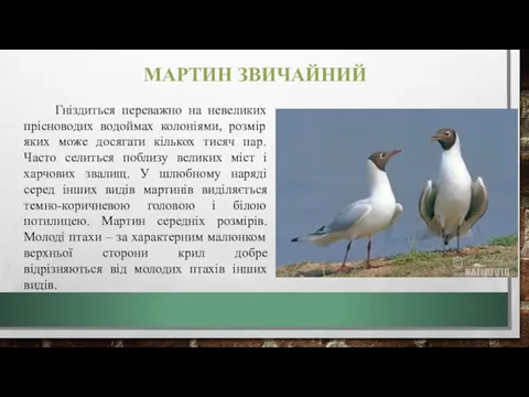 МАРТИН ЗВИЧАЙНИЙ Гніздиться переважно на невеликих прісноводих водоймах колоніями, розмір