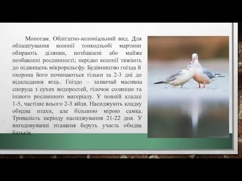 Моногам. Облігатно-колоніальний вид. Для облаштування колонії тонкодзьобі мартини обирають ділянки,