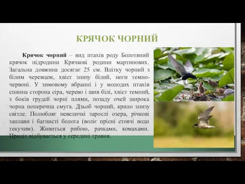 КРЯЧОК ЧОРНИЙ Крячок чорний – вид птахів роду Болотяний крячок