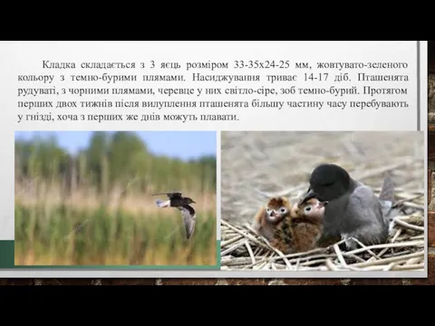 Кладка складається з 3 яєць розміром 33-35х24-25 мм, жовтувато-зеленого кольору