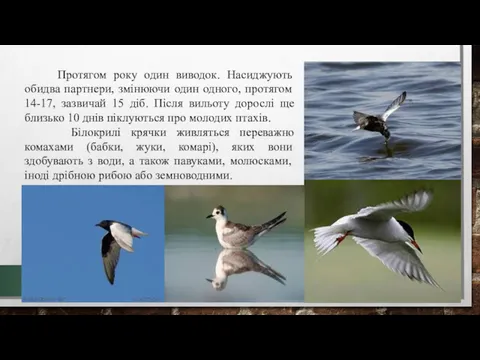 Протягом року один виводок. Насиджують обидва партнери, змінюючи один одного,