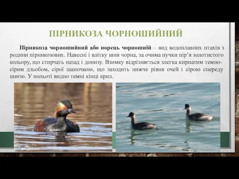 ПІРНИКОЗА ЧОРНОШИЙНИЙ Пірникоза чорношийний або норець чорношиїй – вид водоплавних