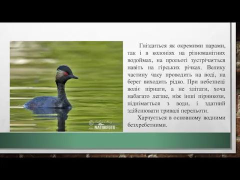 Гніздиться як окремими парами, так і в колоніях на різноманітних