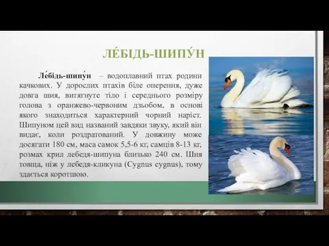 ЛЕ́БІДЬ-ШИПУ́Н Ле́бідь-шипу́н – водоплавний птах родини качкових. У дорослих птахів