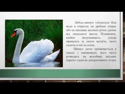 Лебідь-шипун гніздиться біля води в очеретах на дрібних озерах або