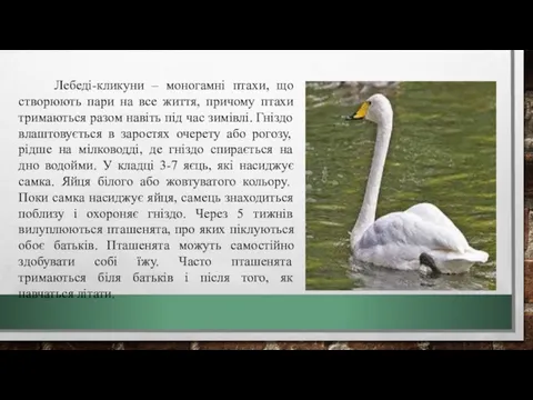 Лебеді-кликуни – моногамні птахи, що створюють пари на все життя,