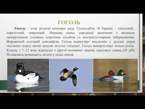 ГОГОЛЬ Гоголь – птах родини качкових ряду Гусеподібні. В Україні