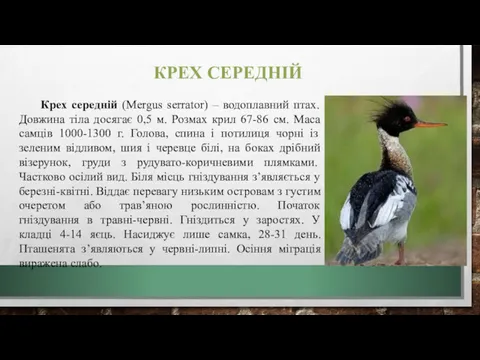 КРЕХ СЕРЕДНІЙ Крех середній (Mergus serrator) – водоплавний птах. Довжина