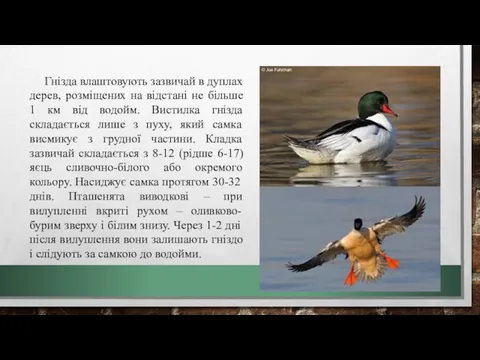 Гнізда влаштовують зазвичай в дуплах дерев, розміщених на відстані не