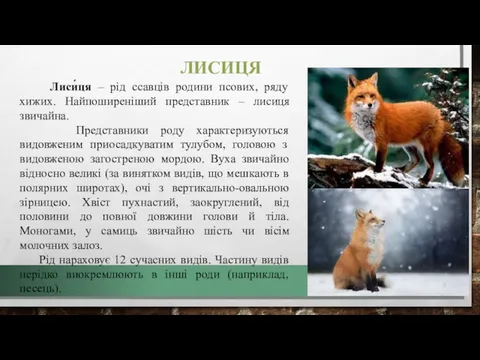 ЛИСИЦЯ Лиси́ця – рід ссавців родини псових, ряду хижих. Найпоширеніший