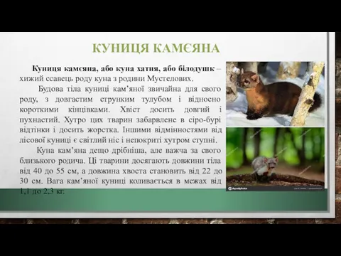 КУНИЦЯ КАМЄЯНА Куниця камєяна, або куна хатня, або білодушк –хижий