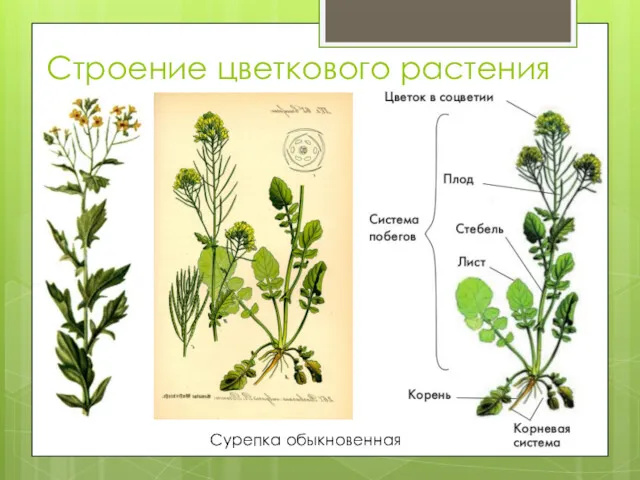 Строение цветкового растения Сурепка обыкновенная