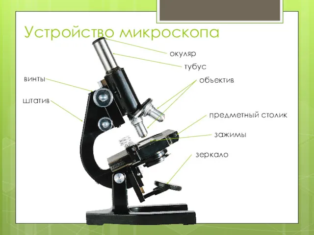 Устройство микроскопа окуляр тубус объектив штатив предметный столик зажимы зеркало винты
