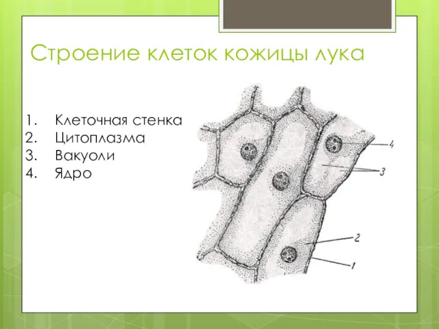 Строение клеток кожицы лука Клеточная стенка Цитоплазма Вакуоли Ядро