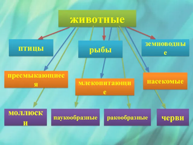 животные птицы земноводные моллюски паукообразные млекопитающие рыбы ракообразные черви насекомые пресмыкающиеся