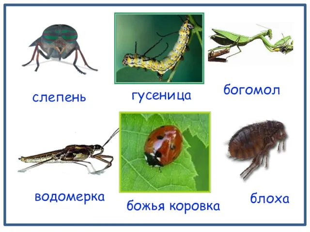 слепень богомол водомерка блоха божья коровка гусеница