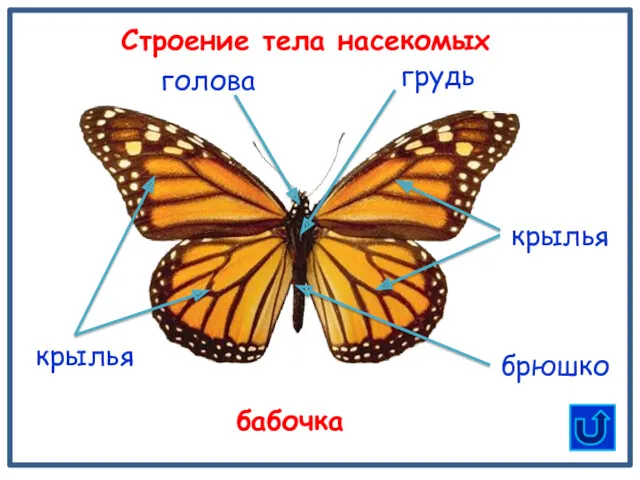 грудь крылья брюшко Строение тела насекомых бабочка голова крылья