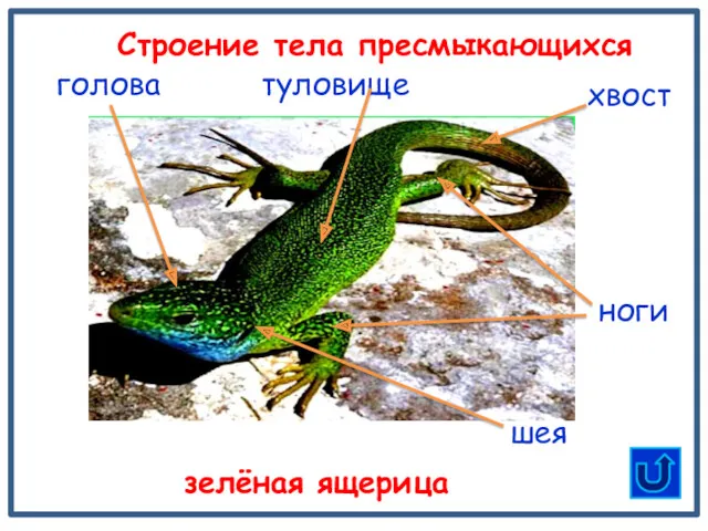 шея туловище Строение тела пресмыкающихся зелёная ящерица голова хвост ноги