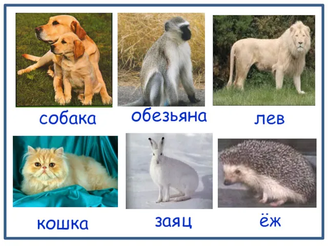 собака лев обезьяна ёж заяц кошка