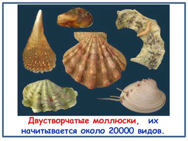 Двустворчатые моллюски, их начитывается около 20000 видов.