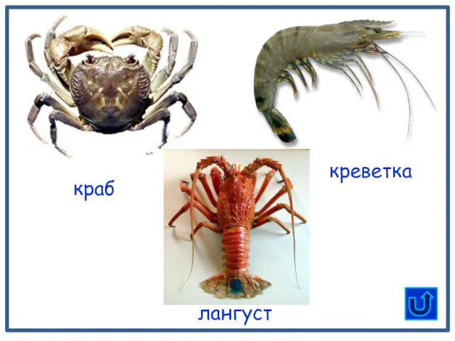 краб лангуст креветка