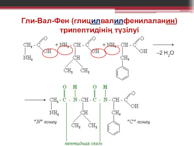Гли-Вал-Фен (глицилвалилфенилаланин) трипептидінің түзілуі –2 Н2О