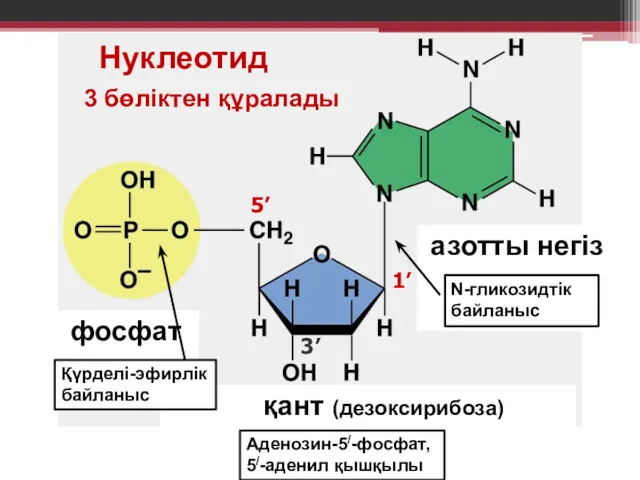 Нуклеотид фосфат қант (дезоксирибоза) азотты негіз 1’ 3’ 5’ 3