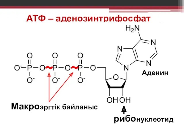 АТФ – аденозинтрифосфат