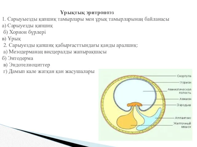 Ұрықтық эритропоэз 1. Сарыуыезды қапшиқ тамырлары мен ұрық тамырларынаң байланасы