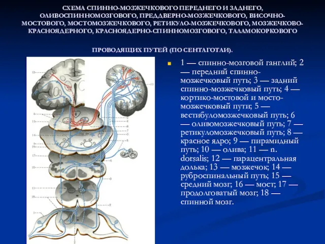 СХЕМА СПИННО-МОЗЖЕЧКОВОГО ПЕРЕДНЕГО И ЗАДНЕГО, ОЛИВОСПИННОМОЗГОВОГО, ПРЕДДВЕРНО-МОЗЖЕЧКОВОГО, ВИСОЧНО-МОСТОВОГО, МОСТОМОЗЖЕЧКОВОГО, РЕТИКУЛО-МОЗЖЕЧКОВОГО, МОЗЖЕЧКОВО-КРАСНОЯДЕРНОГО, КРАСНОЯДЕРНО-СПИННОМОЗГОВОГО, ТАЛАМОКОРКОВОГО