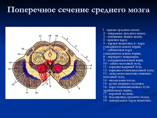 Поперечное сечение среднего мозга 1 - крыша среднего мозга; 2 - покрышка среднего