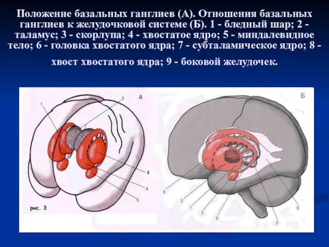 Положение базальных ганглиев (А). Отношения базальных ганглиев к желудочковой системе (Б). 1 -