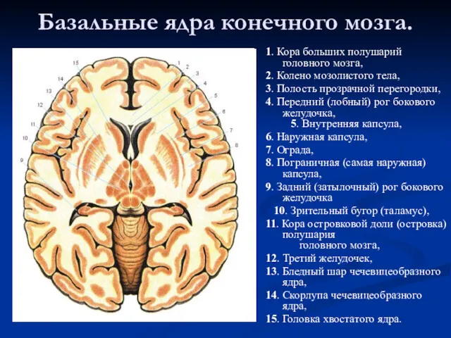 Базальные ядра конечного мозга. 1. Кора больших полушарий головного мозга, 2. Колено мозолистого