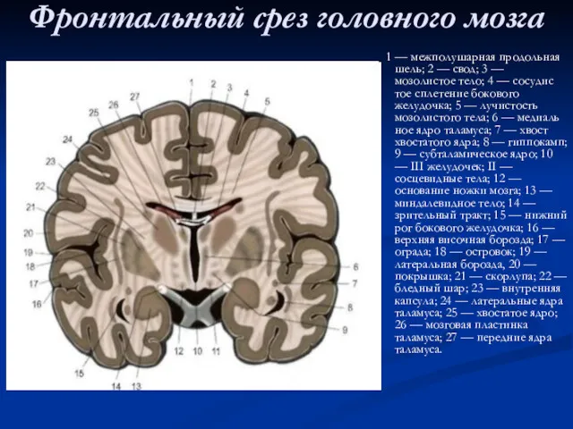 Фронтальный срез головного мозга 1 — межполушарная продольная шель; 2 — свод; 3
