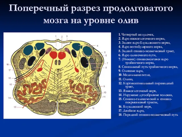 Поперечный разрез продолговатого мозга на уровне олив 1. Четвертый желудочек, 2. Ядро языкоглоточного