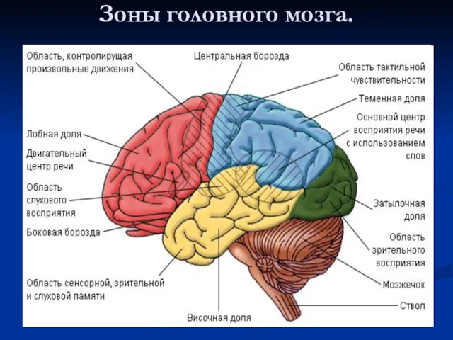 Зоны головного мозга.